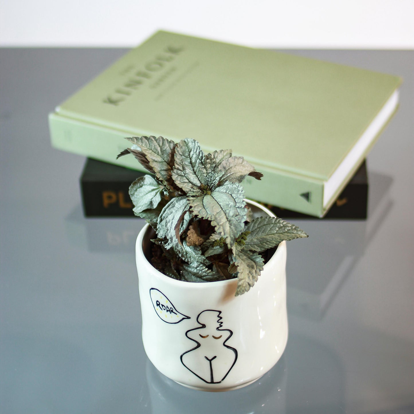 Silver Aluminum Plant (Pilea pubescens 'Silver Cloud') in a 4 inch pot. Indoor plant for sale by Promise Supply for delivery and pickup in Toronto