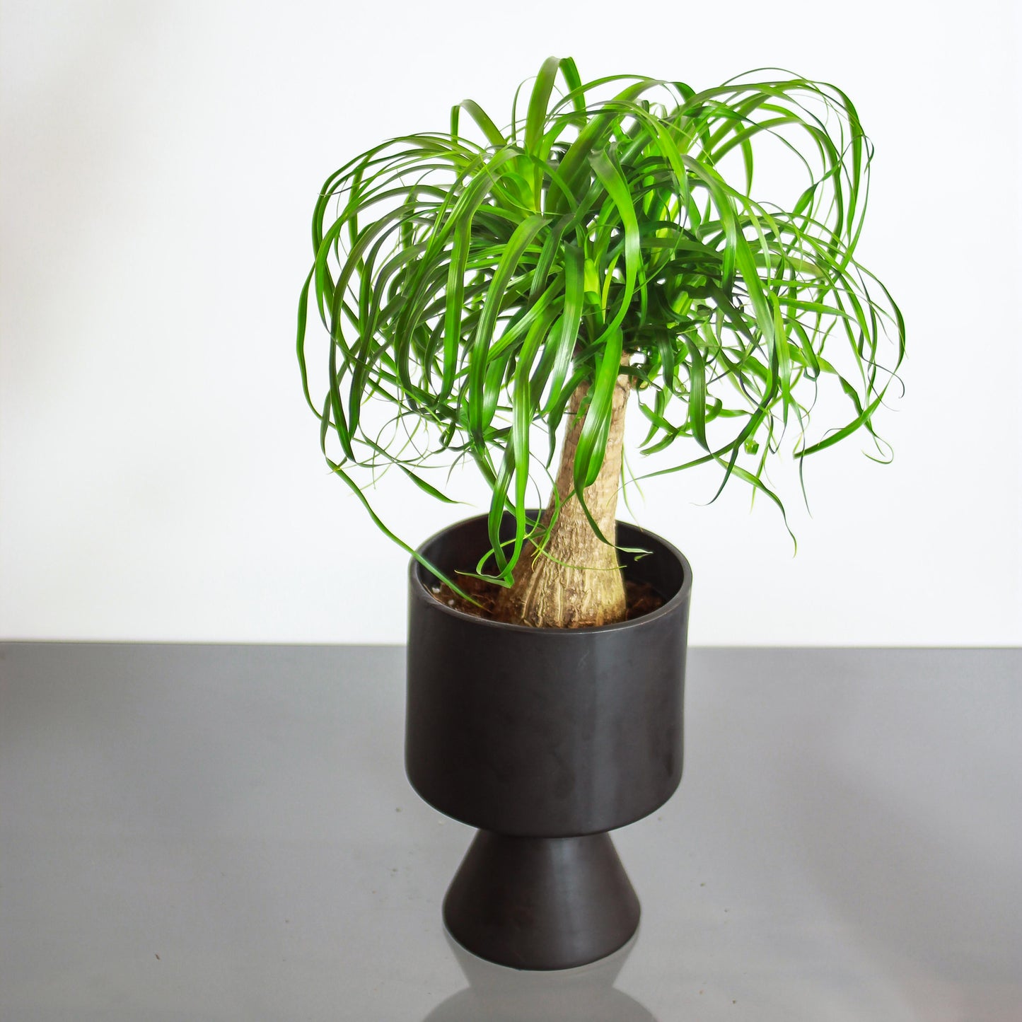 Ponytail Palm (Beaucarnea recurvata) in a 6 inch pot. Indoor plant for sale by Promise Supply for delivery and pickup in Toronto