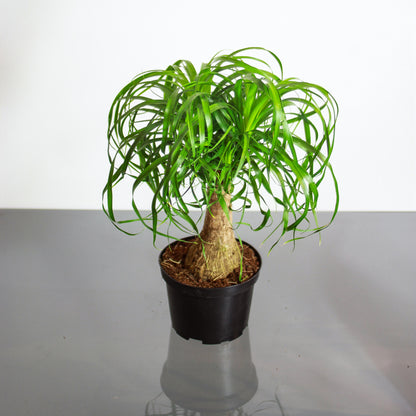 Ponytail Palm (Beaucarnea recurvata) in a 6 inch pot. Indoor plant for sale by Promise Supply for delivery and pickup in Toronto