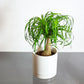 Ponytail Palm (Beaucarnea recurvata) in a 6 inch pot. Indoor plant for sale by Promise Supply for delivery and pickup in Toronto