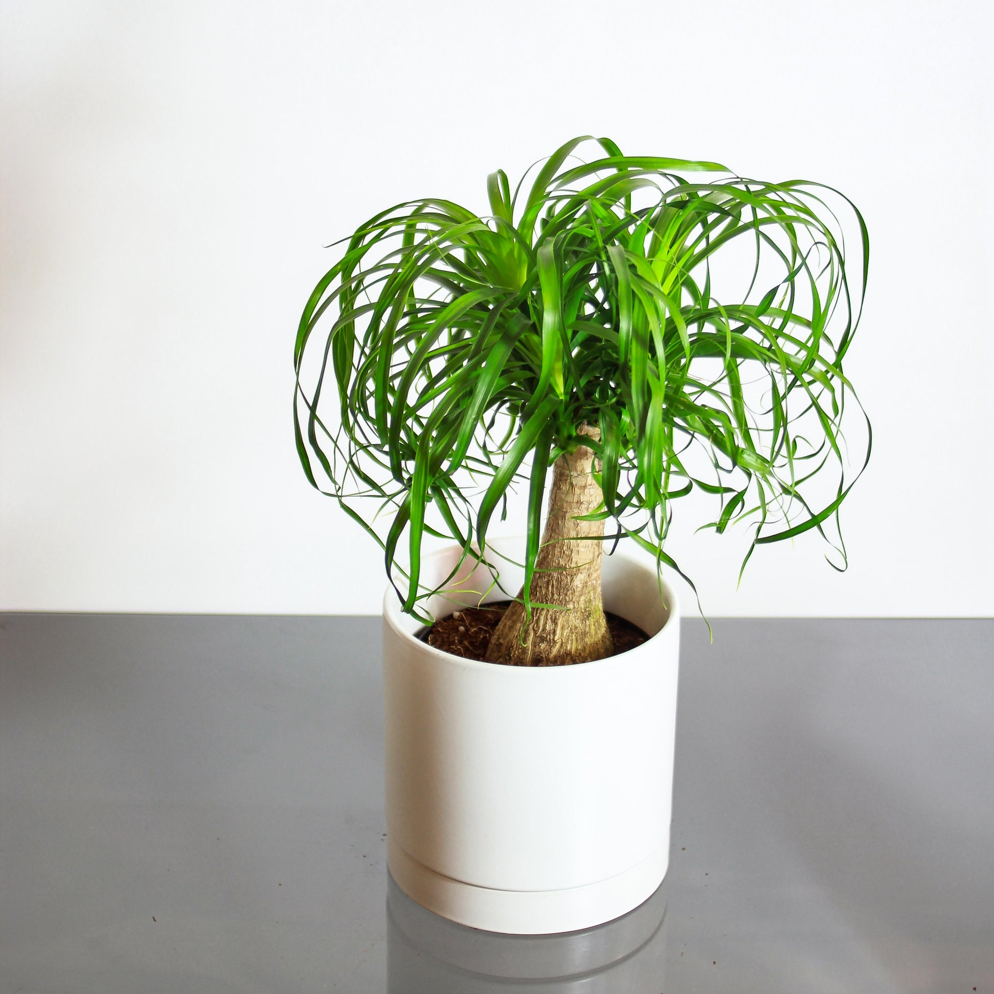 ponytail palm mini Ponytail Palm: Beaucarnea - 6" Pot