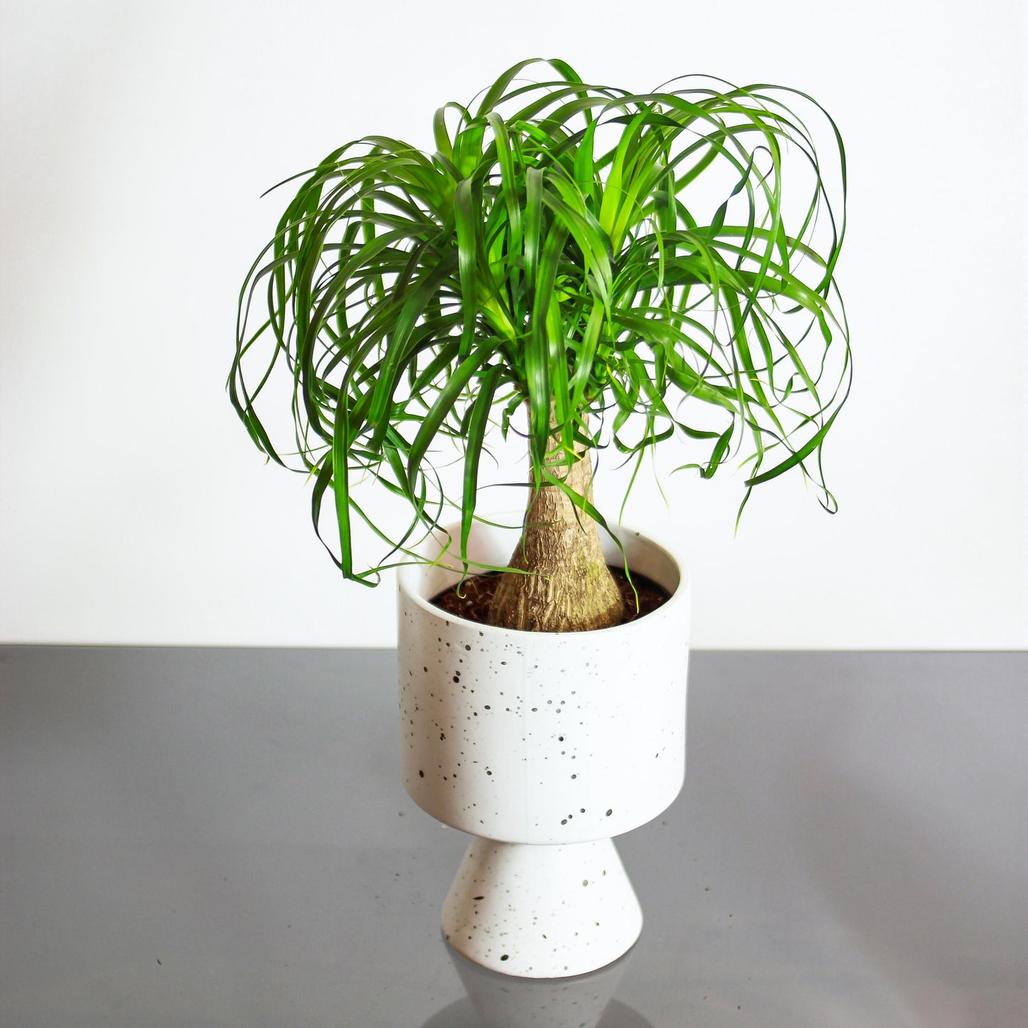 Ponytail Palm (Beaucarnea recurvata) in a 6 inch pot. Indoor plant for sale by Promise Supply for delivery and pickup in Toronto