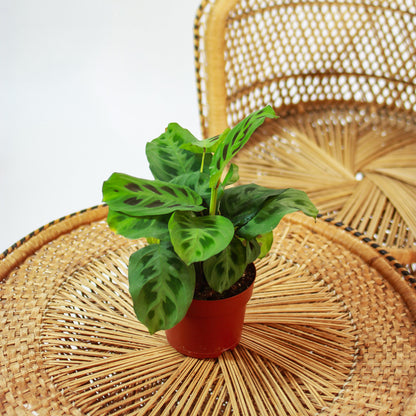 Rabbit Foot Prayer Plant (Maranta leuconeura) in a 5 inch pot. Indoor plant for sale by Promise Supply for delivery and pickup in Toronto