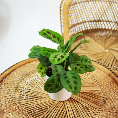 Rabbit Foot Prayer Plant (Maranta leuconeura) in a 5 inch pot. Indoor plant for sale by Promise Supply for delivery and pickup in Toronto