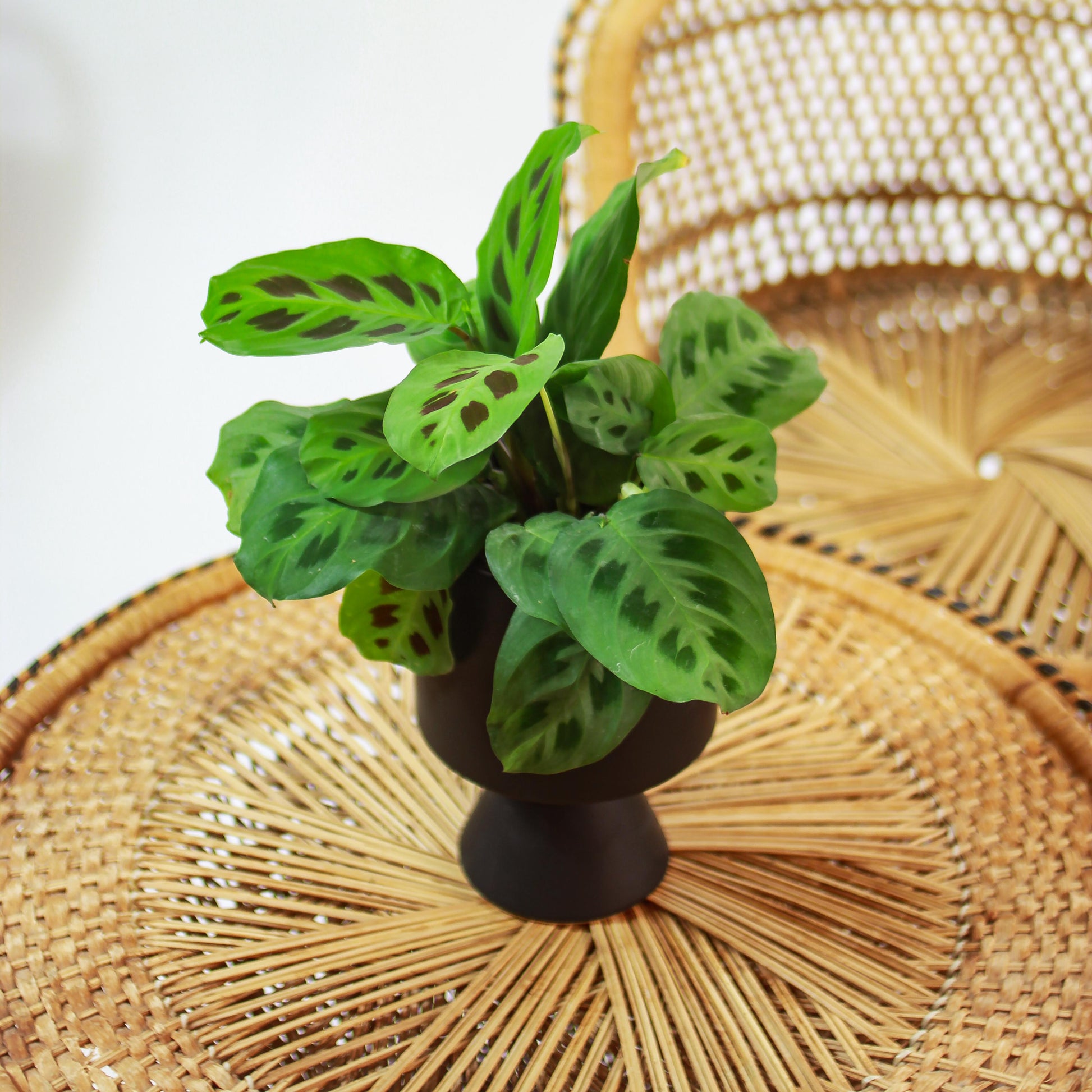 Rabbit Foot Prayer Plant (Maranta leuconeura) in a 5 inch pot. Indoor plant for sale by Promise Supply for delivery and pickup in Toronto