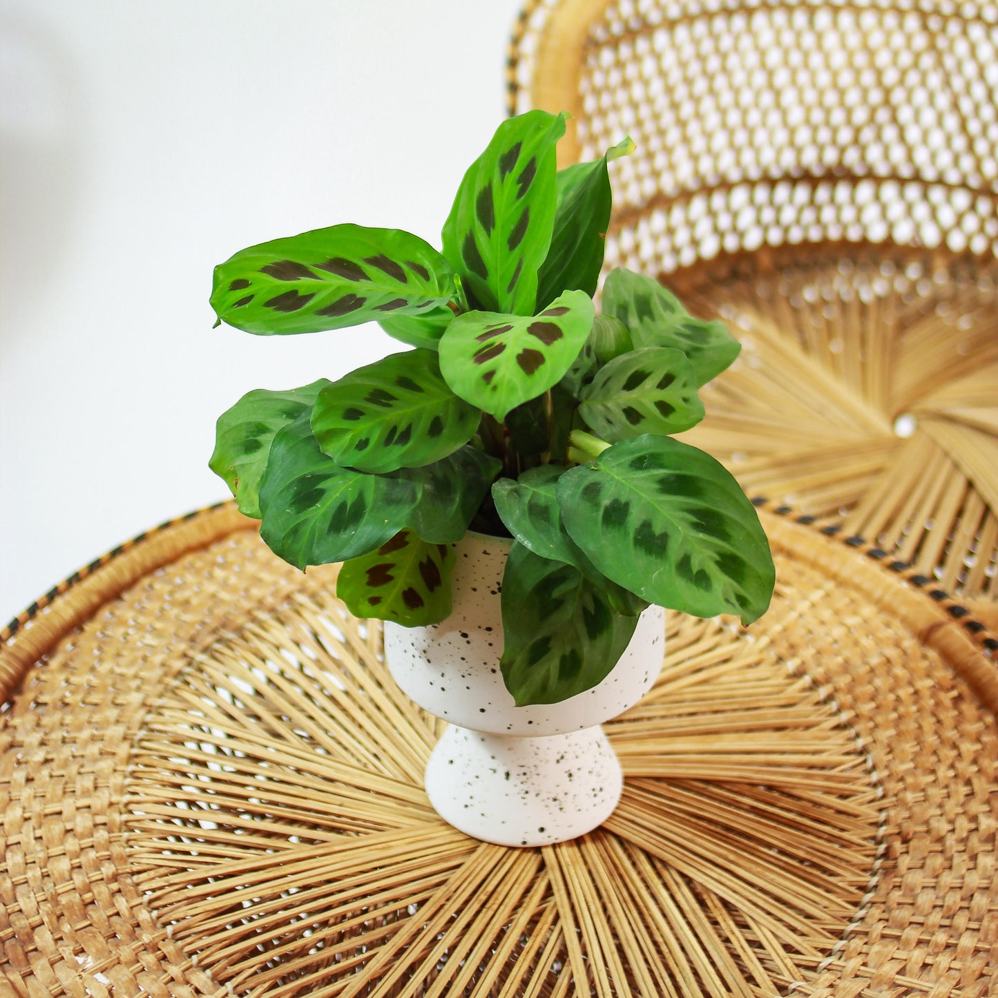 Rabbit Foot Prayer Plant (Maranta leuconeura) in a 5 inch pot. Indoor plant for sale by Promise Supply for delivery and pickup in Toronto