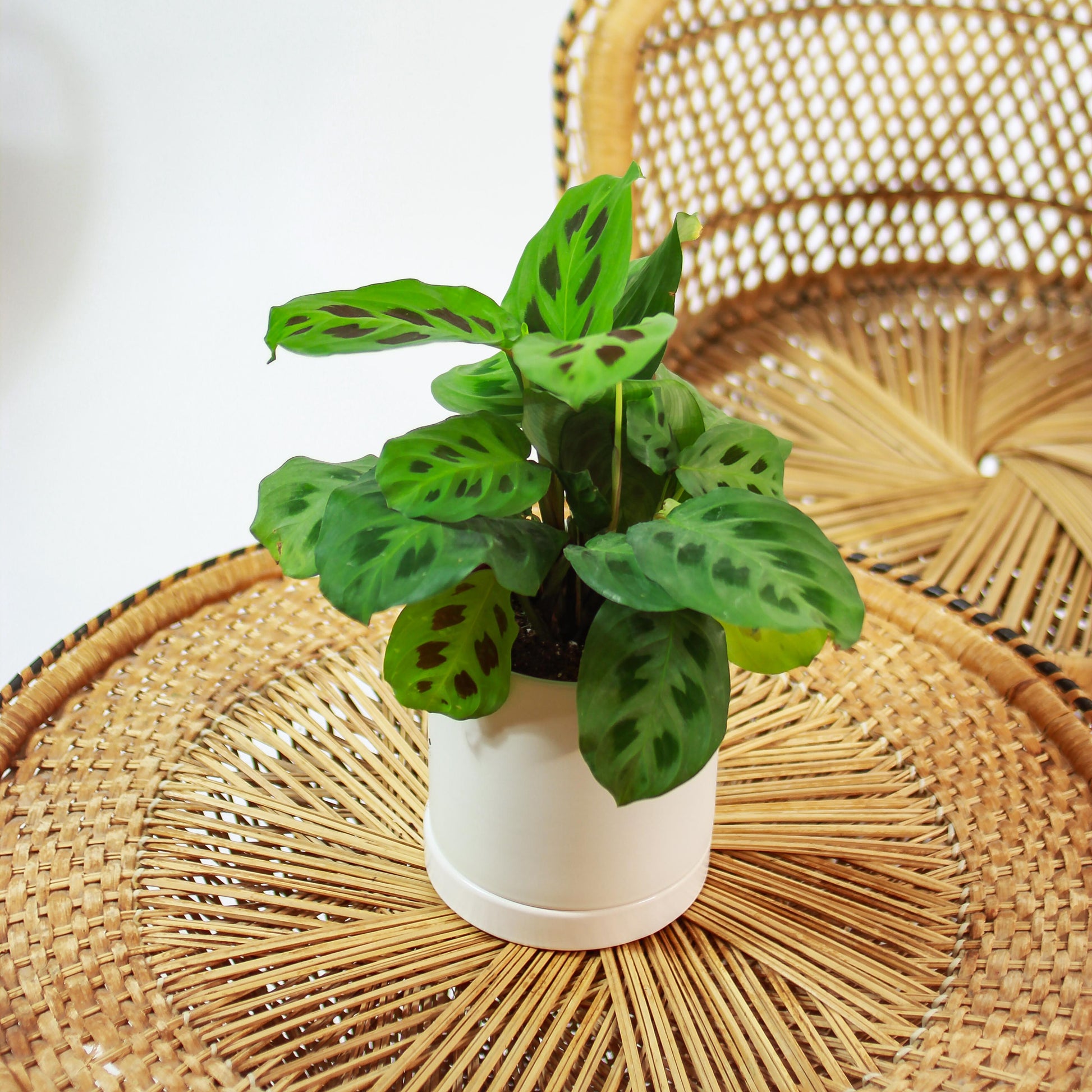 kim prayer plant Rabbit Foot Prayer Plant: Maranta - 5" Pot