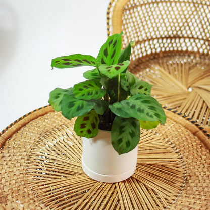 Rabbit Foot Prayer Plant (Maranta leuconeura) in a 5 inch pot. Indoor plant for sale by Promise Supply for delivery and pickup in Toronto