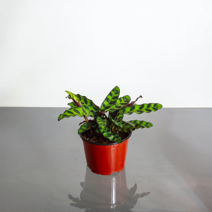 Rattlesnake Calathea (Goeppertia lancifolia) in a 6 inch pot. Indoor plant for sale by Promise Supply for delivery and pickup in Toronto