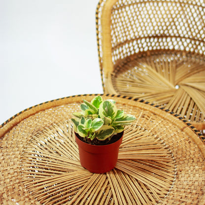 Variegated Baby Rubber Plant (Peperomia obtusifolia) in a 5 inch pot. Indoor plant for sale by Promise Supply for delivery and pickup in Toronto