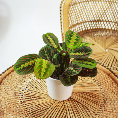 Red Prayer Plant (Maranta leuconeura) in a 5 inch pot. Indoor plant for sale by Promise Supply for delivery and pickup in Toronto