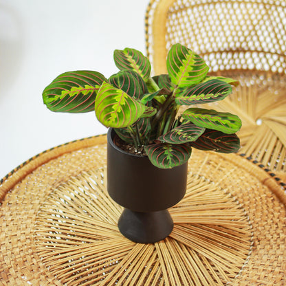 Red Prayer Plant (Maranta leuconeura) in a 5 inch pot. Indoor plant for sale by Promise Supply for delivery and pickup in Toronto
