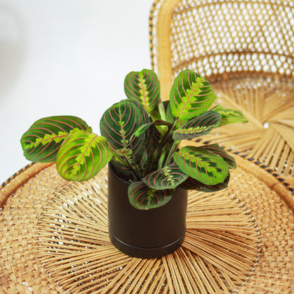 Red Prayer Plant (Maranta leuconeura) in a 5 inch pot. Indoor plant for sale by Promise Supply for delivery and pickup in Toronto
