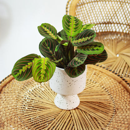 Red Prayer Plant (Maranta leuconeura) in a 5 inch pot. Indoor plant for sale by Promise Supply for delivery and pickup in Toronto