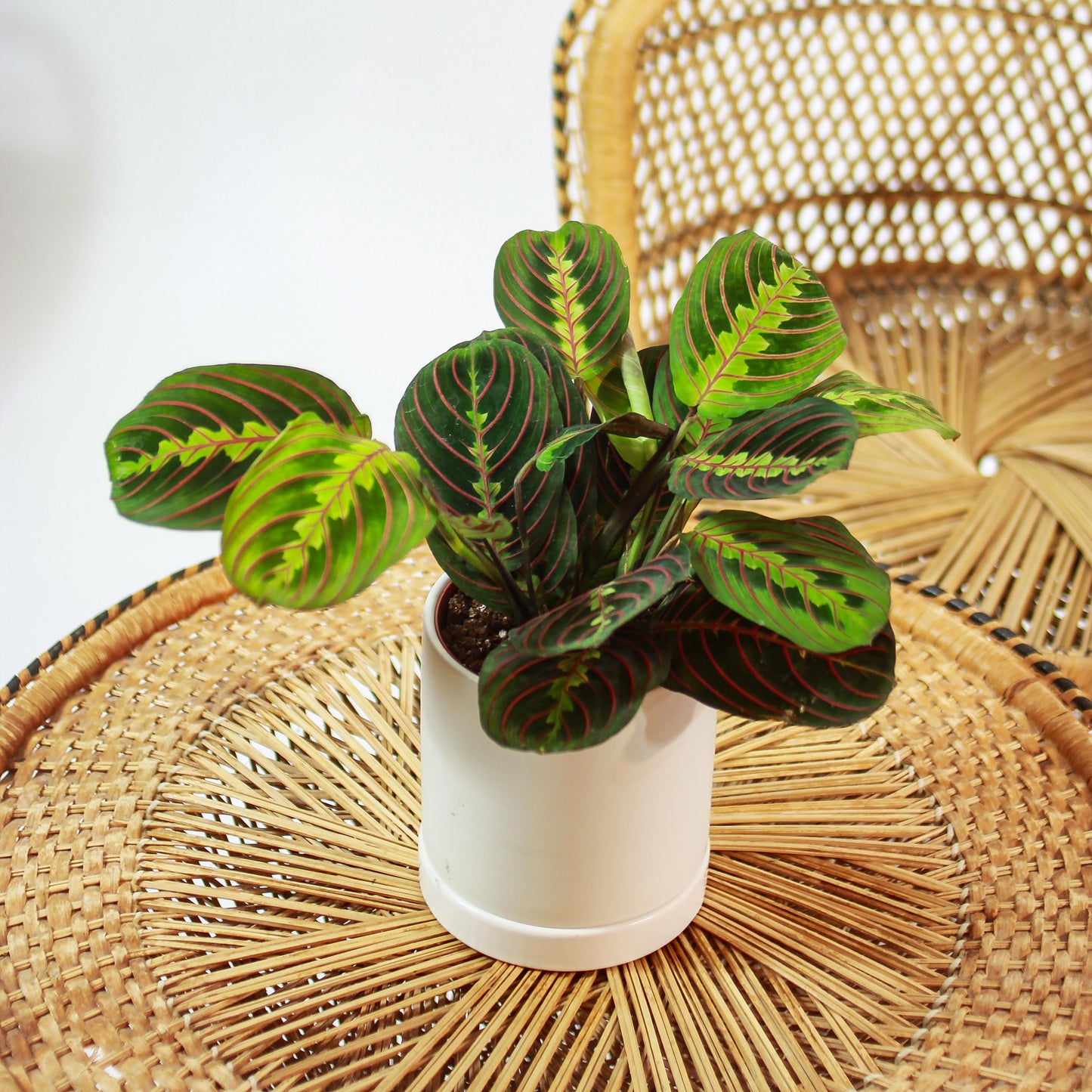 large prayer plant for sale Red Prayer Plant: Maranta - 5" Pot