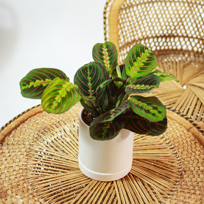 Red Prayer Plant (Maranta leuconeura) in a 5 inch pot. Indoor plant for sale by Promise Supply for delivery and pickup in Toronto