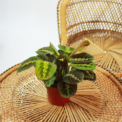 Red Prayer Plant (Maranta leuconeura) in a 5 inch pot. Indoor plant for sale by Promise Supply for delivery and pickup in Toronto
