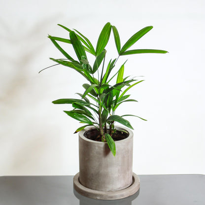 Lady Palm (Rhapis excelsa) in a 7 inch pot. Indoor plant for sale by Promise Supply for delivery and pickup in Toronto