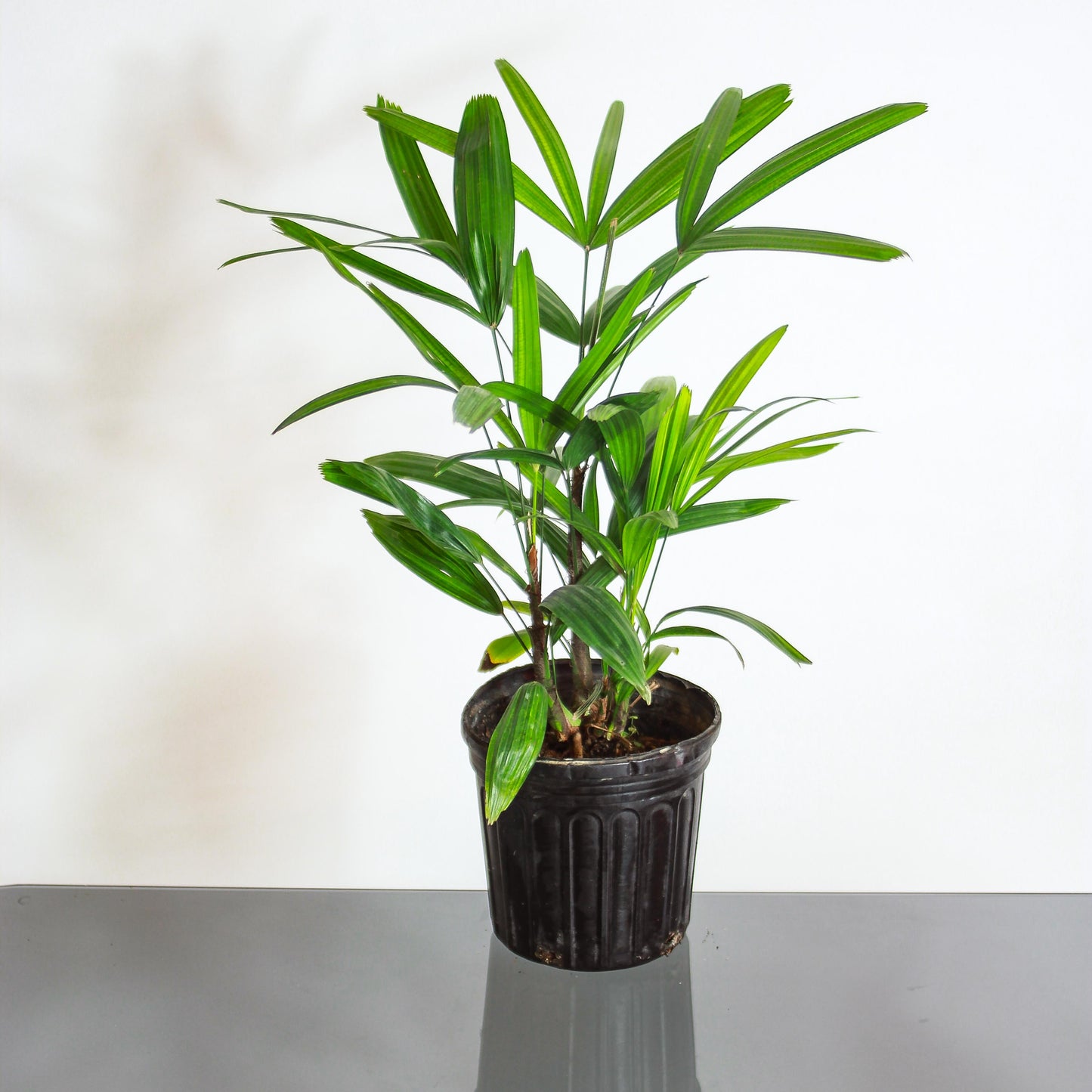 Lady Palm (Rhapis excelsa) in a 7 inch pot. Indoor plant for sale by Promise Supply for delivery and pickup in Toronto