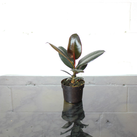 Burgundy Rubber Plant (Ficus elastica) in a 5 inch pot. Indoor plant for sale by Promise Supply for delivery and pickup in Toronto