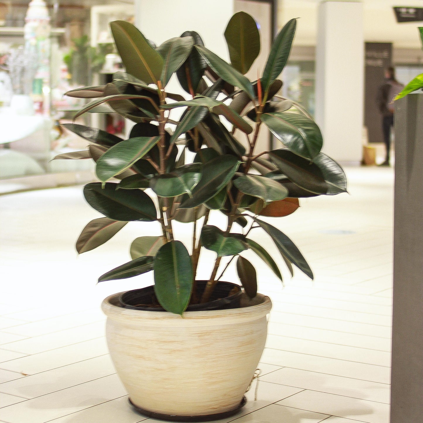 Rubber Plant Bush (Ficus elastica) in a 14 inch pot. Indoor plant for sale by Promise Supply for delivery and pickup in Toronto
