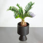 Sago Palm (Cycas revoluta) in a 6 inch pot. Indoor plant for sale by Promise Supply for delivery and pickup in Toronto
