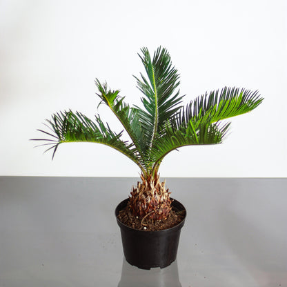 Sago Palm (Cycas revoluta) in a 6 inch pot. Indoor plant for sale by Promise Supply for delivery and pickup in Toronto