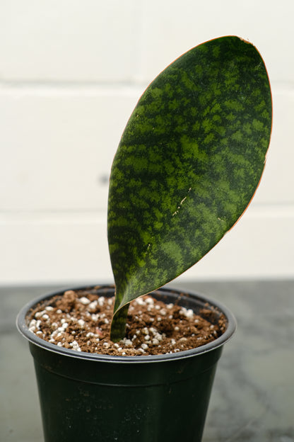 Whale Fin Snake Plant (Sansevieria masoniana) in a 6 inch pot. Indoor plant for sale by Promise Supply for delivery and pickup in Toronto