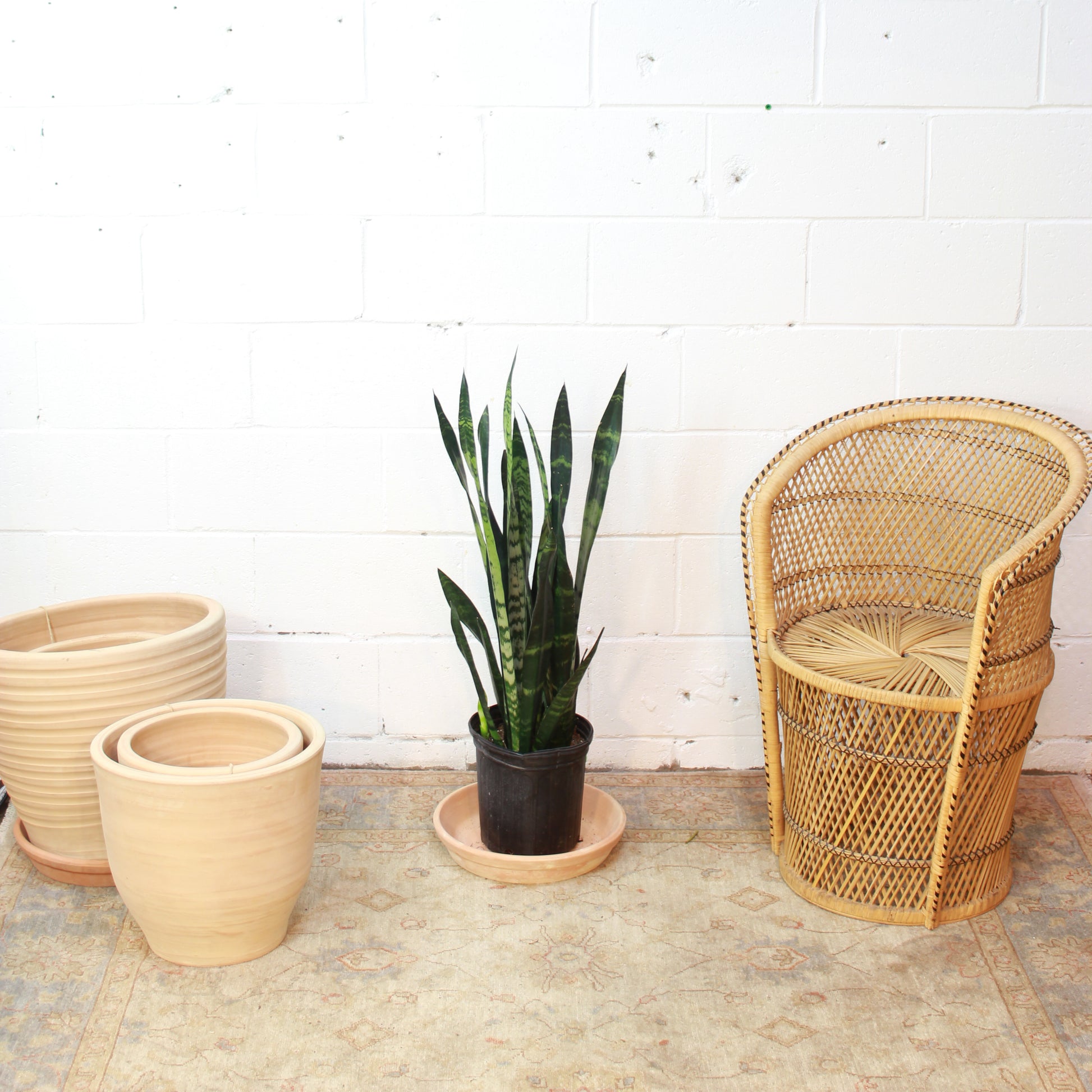 Snake Plant (Sansevieria trifasciata) in a 8 inch pot. Indoor plant for sale by Promise Supply for delivery and pickup in Toronto