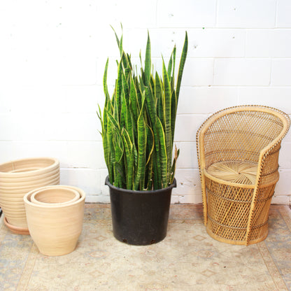 5 foot snake plant Yellow Laurentii Snake Plant - 17" Pot
