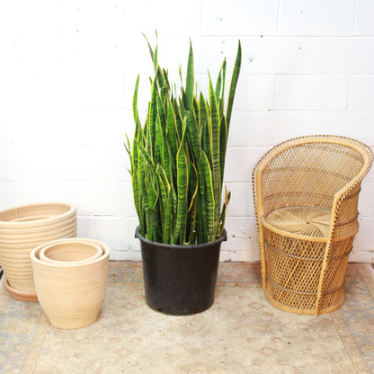 Yellow Snake Plant (Sansevieria trifasciata) in a 17 inch pot. Indoor plant for sale by Promise Supply for delivery and pickup in Toronto