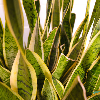 Yellow Snake Plant (Sansevieria trifasciata 'Laurentii') in a 17 inch pot. Indoor plant for sale by Promise Supply for delivery and pickup in Toronto