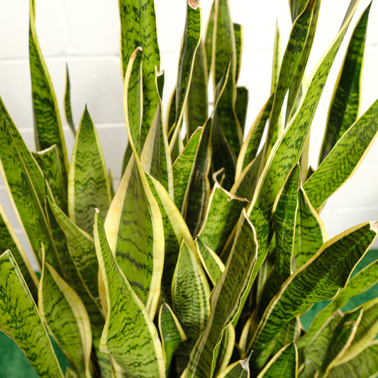 Yellow Snake Plant (Sansevieria trifasciata 'Laurentii') in a 17 inch pot. Indoor plant for sale by Promise Supply for delivery and pickup in Toronto