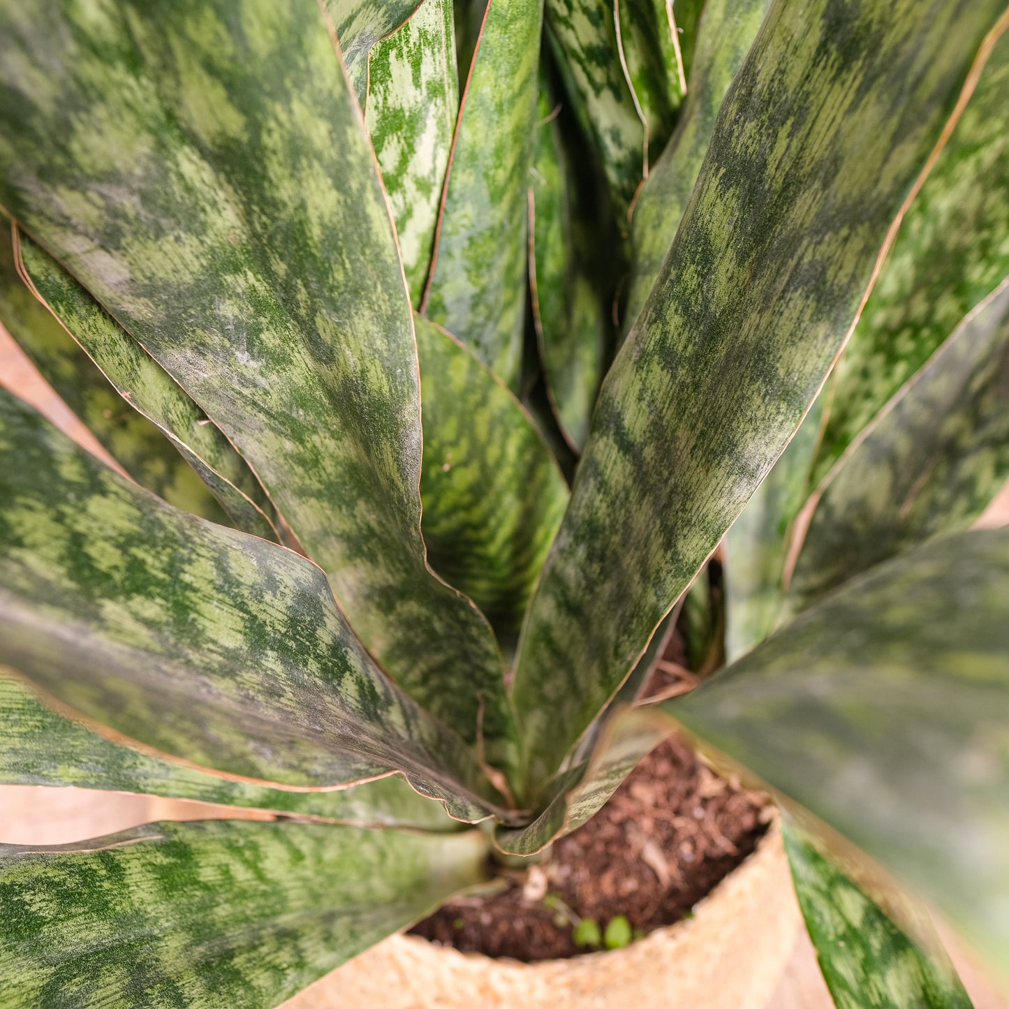 Black Gold Snake Plant (Sansevieria trifasciata 'Jaboa') in a 14 inch pot. Indoor plant for sale by Promise Supply for delivery and pickup in Toronto