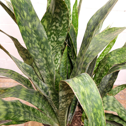 Black Gold Snake Plant (Sansevieria trifasciata 'Jaboa') in a 14 inch pot. Indoor plant for sale by Promise Supply for delivery and pickup in Toronto