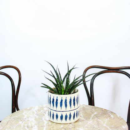 Fernwood Punk Snake Plant (Sansevieria bacularis) in a 5 inch pot. Indoor plant for sale by Promise Supply for delivery and pickup in Toronto