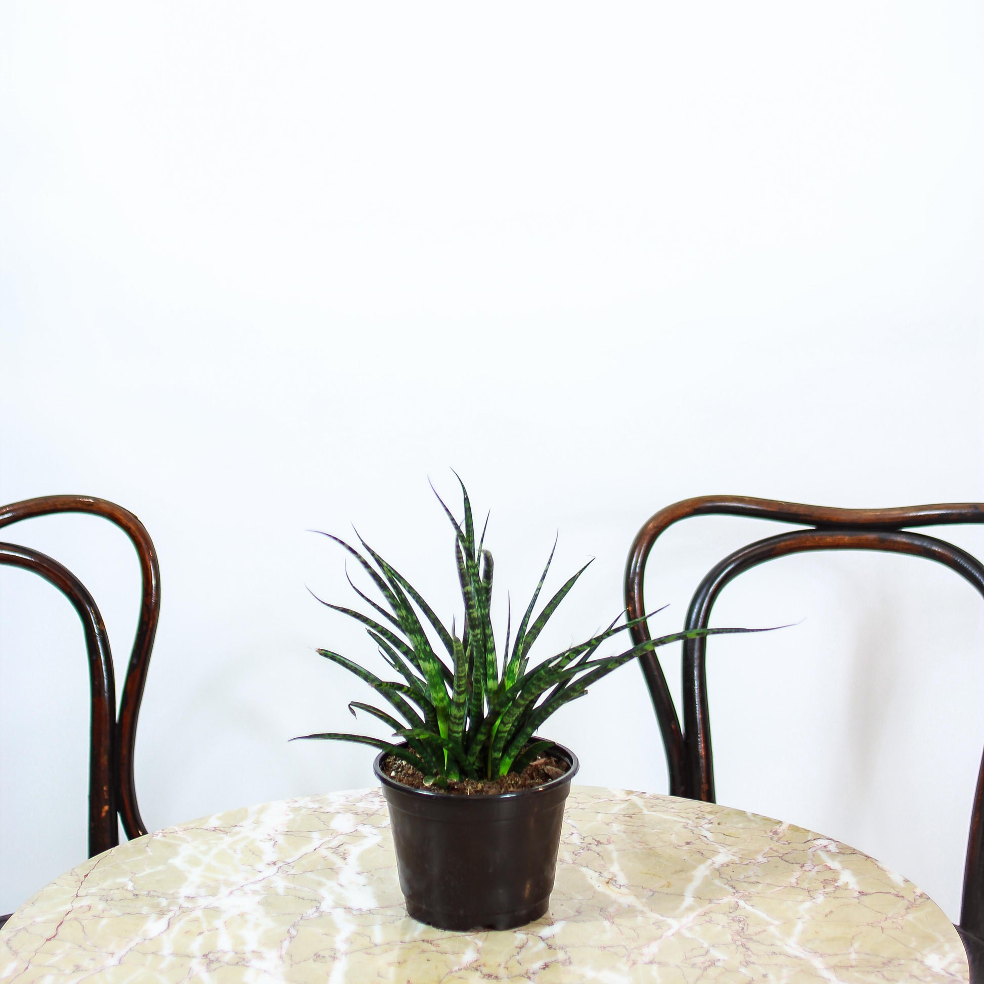 snake plant fernwood Fernwood Punk Snake Plant - 6" Pot