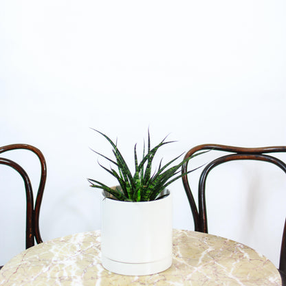 Fernwood Punk Snake Plant (Sansevieria bacularis) in a 5 inch pot. Indoor plant for sale by Promise Supply for delivery and pickup in Toronto