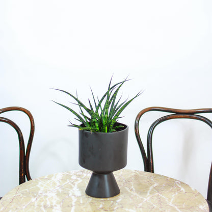 Fernwood Punk Snake Plant (Sansevieria bacularis) in a 5 inch pot. Indoor plant for sale by Promise Supply for delivery and pickup in Toronto