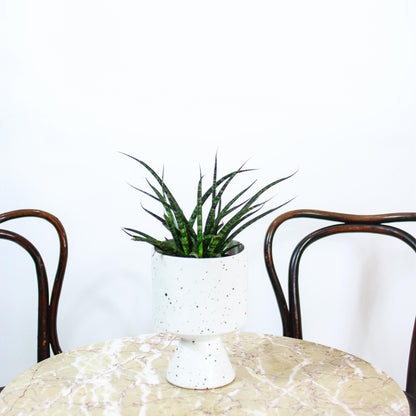Fernwood Punk Snake Plant (Sansevieria bacularis) in a 5 inch pot. Indoor plant for sale by Promise Supply for delivery and pickup in Toronto