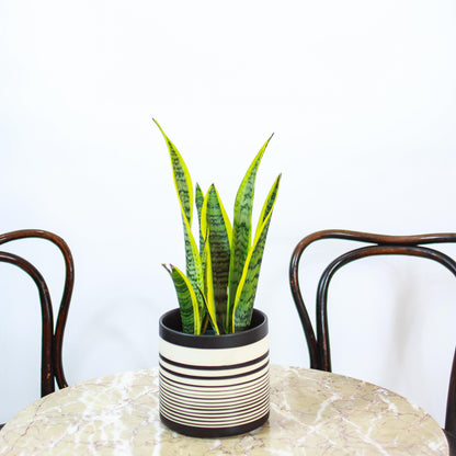 Yellow Snake Plant (Sansevieria trifasciata 'Laurentii') in a 5 inch pot. Indoor plant for sale by Promise Supply for delivery and pickup in Toronto