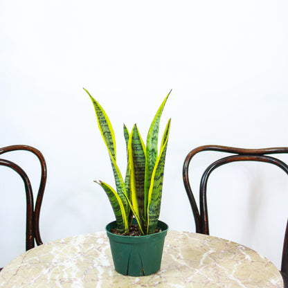 Yellow Snake Plant (Sansevieria trifasciata) in a 5 inch pot. Indoor plant for sale by Promise Supply for delivery and pickup in Toronto