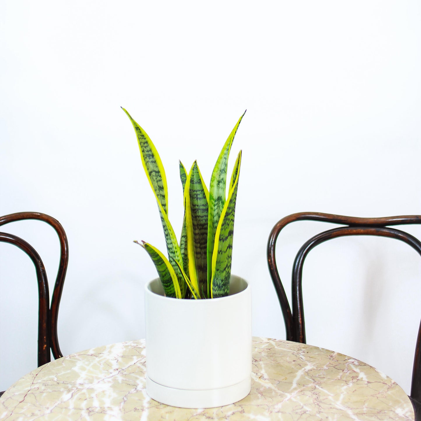 Yellow Snake Plant (Sansevieria trifasciata 'Laurentii') in a 5 inch pot. Indoor plant for sale by Promise Supply for delivery and pickup in Toronto