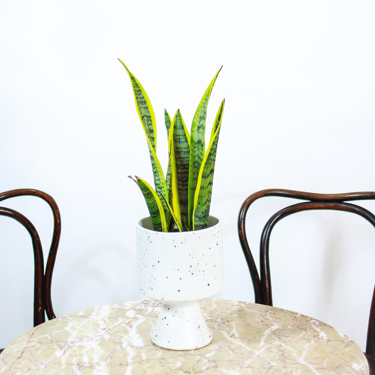 Yellow Snake Plant (Sansevieria trifasciata 'Laurentii') in a 5 inch pot. Indoor plant for sale by Promise Supply for delivery and pickup in Toronto