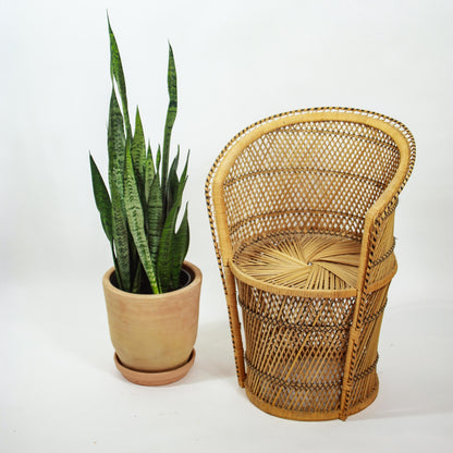 Snake Plant, Mother in Law's Tongue, Viper's Bowstring Hemp (Sansevieria trifasciata) in a 10 inch pot. Indoor plant for sale by Promise Supply for delivery and pickup in Toronto