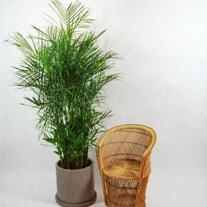 Bamboo Palm (Chamaedorea seifrizii) in a 14 inch pot. Indoor plant for sale by Promise Supply for delivery and pickup in Toronto