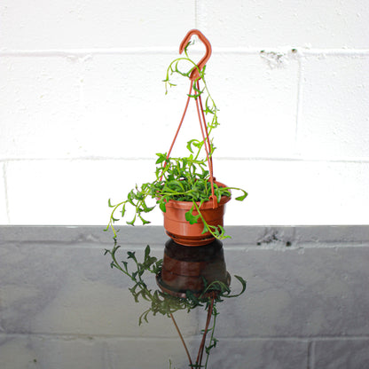 String of Dolphins (Senecio peregrinus) in a 5 inch pot. Indoor plant for sale by Promise Supply for delivery and pickup in Toronto