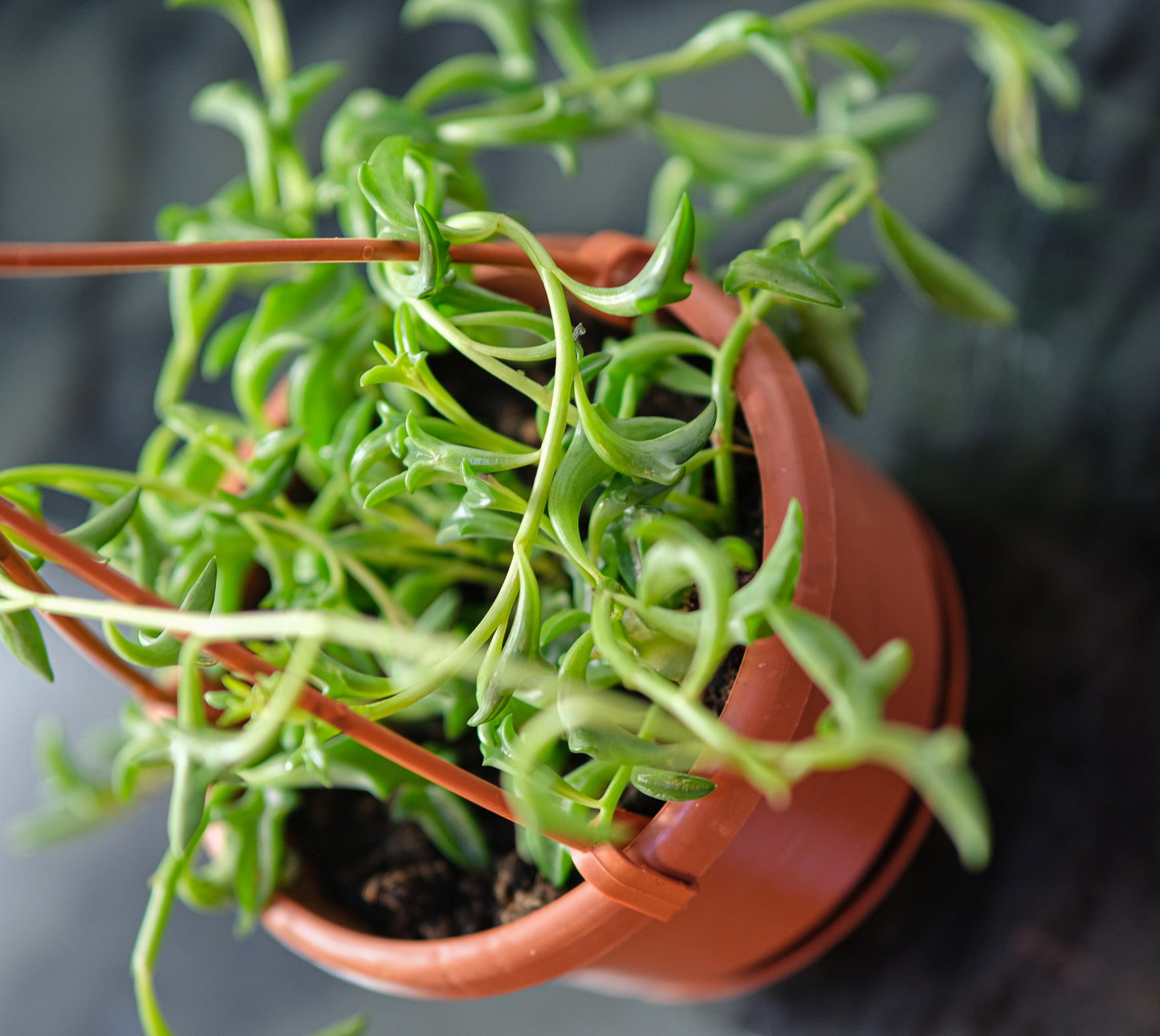 String of Dolphins (Senecio peregrinus) in a 5 inch pot. Indoor plant for sale by Promise Supply for delivery and pickup in Toronto