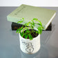 Sensitive Plant (Mimosa pudica) in a 4 inch pot. Indoor plant for sale by Promise Supply for delivery and pickup in Toronto