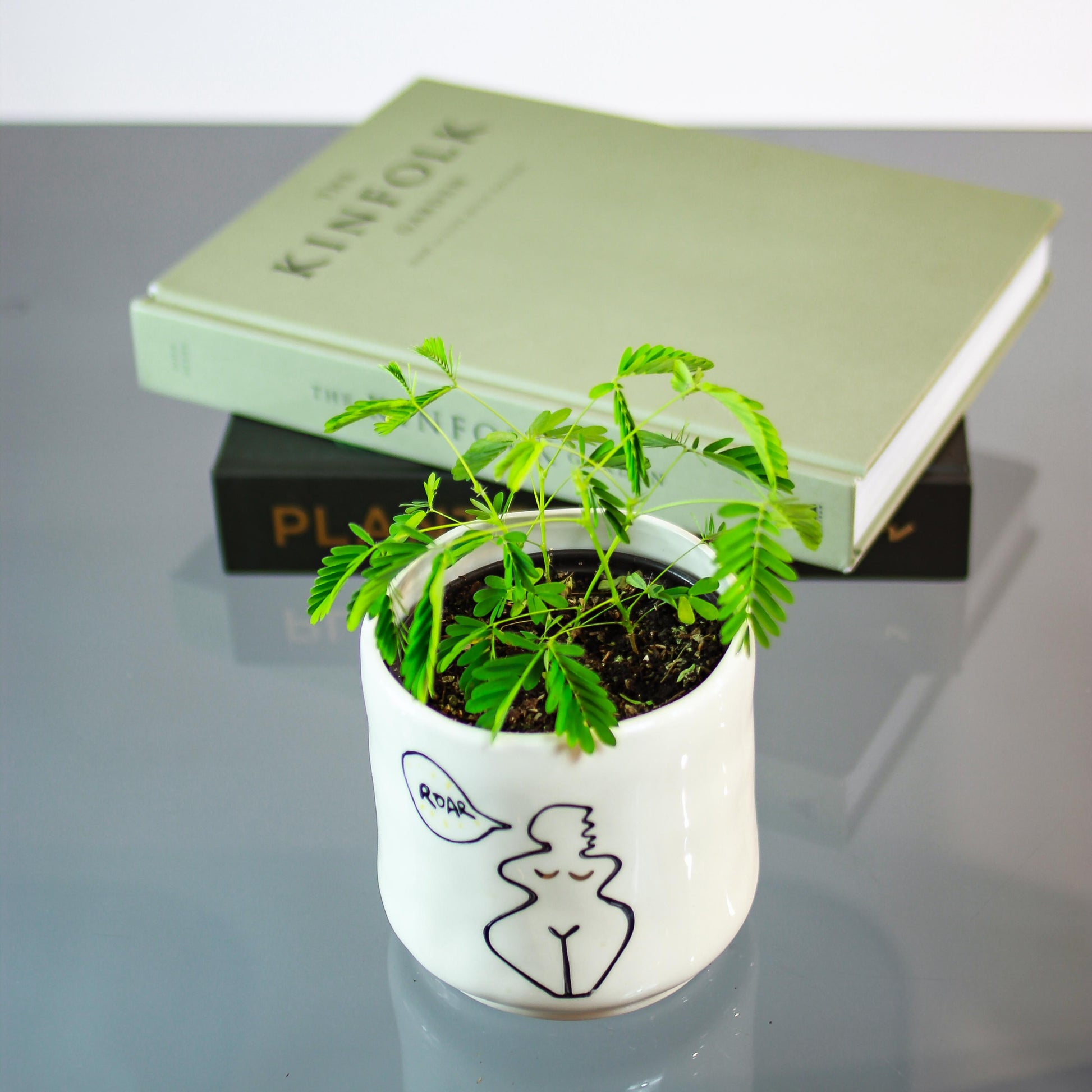 mimosa plant indoor Sensitive Plant: Mimosa Pudica - 4" Pot
